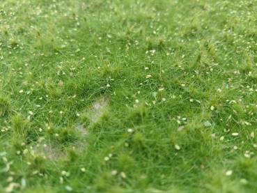 Wildwuchs niedrig, Sommer